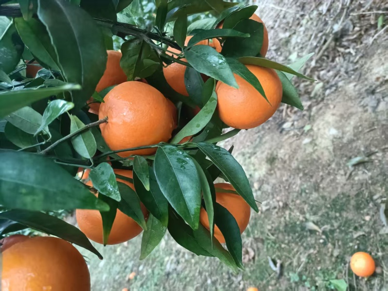【好评高】广西优质沃柑