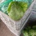 精品甘蓝圆包菜产地货源充足对接商超菜市场欢迎联系