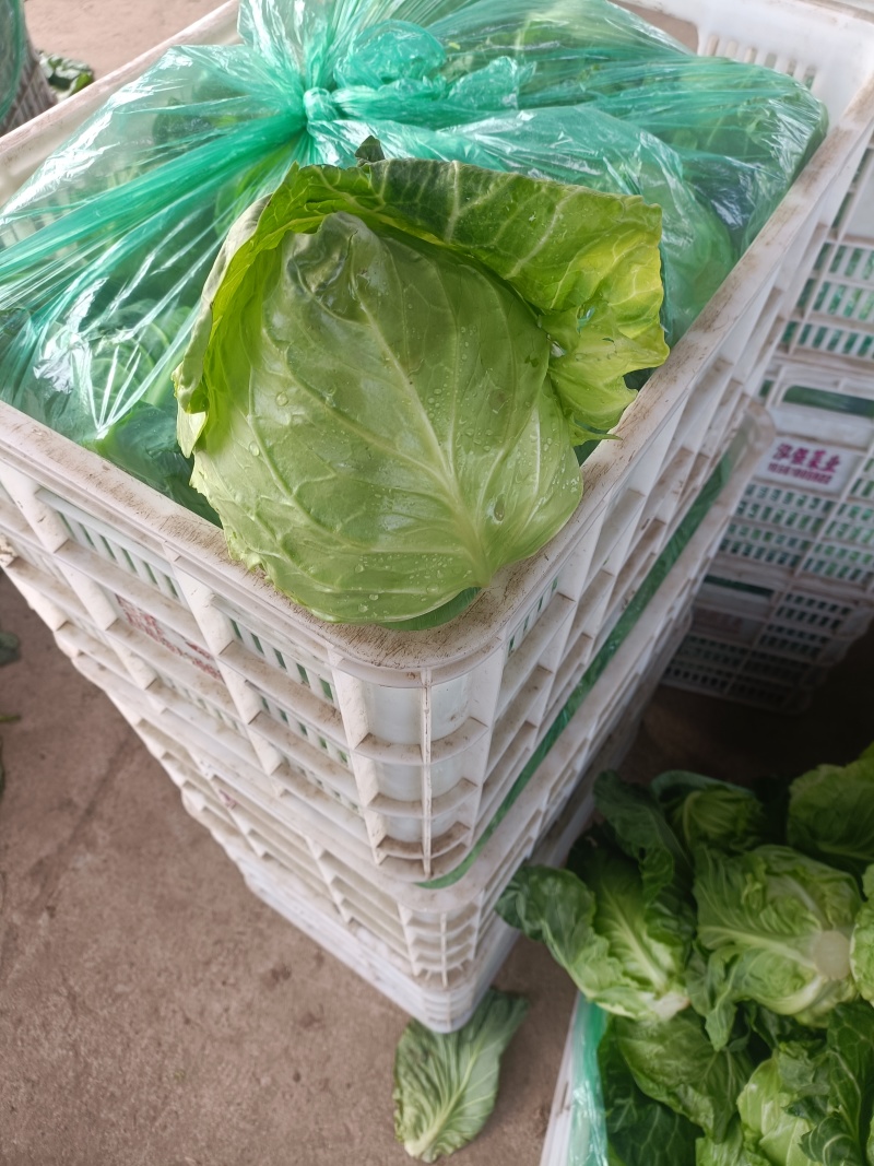 精品甘蓝圆包菜产地货源充足对接商超菜市场欢迎联系