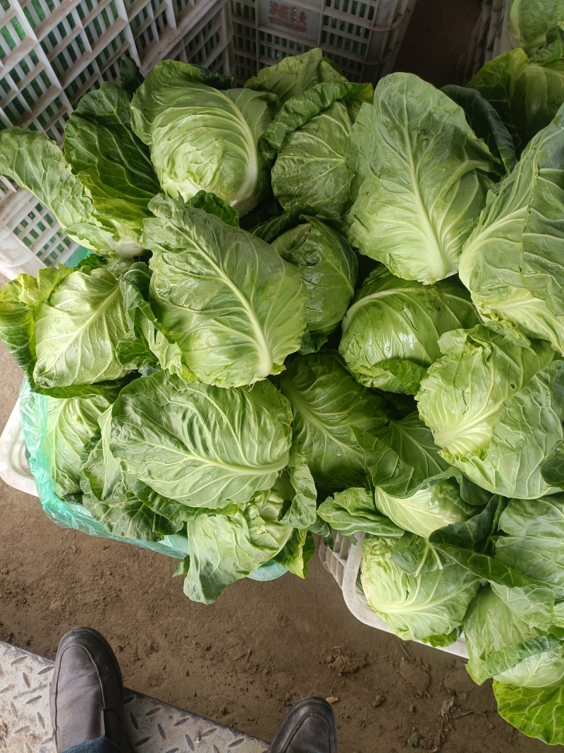精品甘蓝圆包菜产地货源充足对接商超菜市场欢迎联系