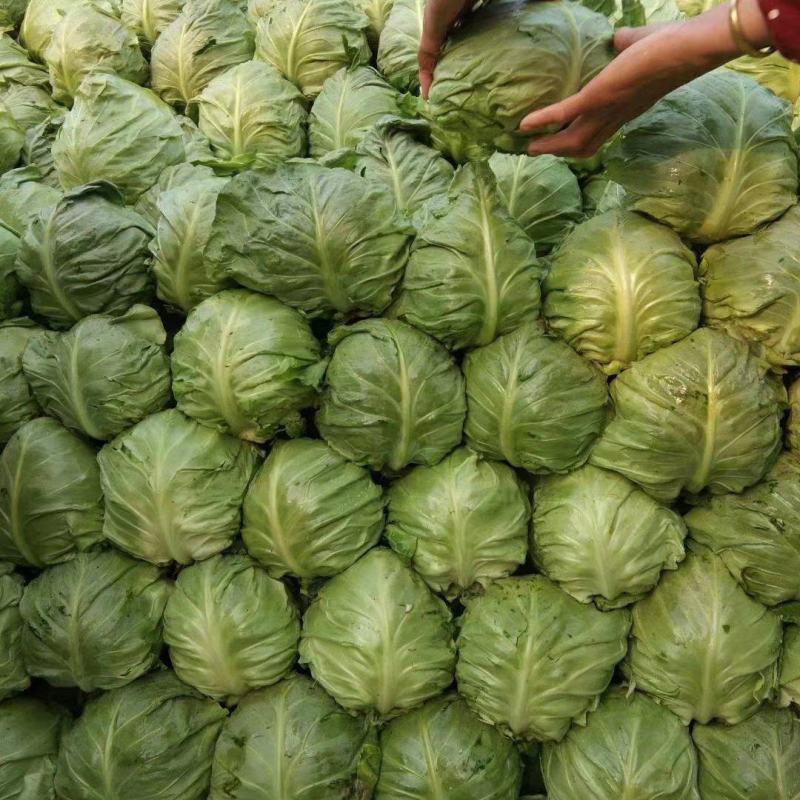 精品甘蓝圆包菜产地货源充足对接商超菜市场欢迎联系