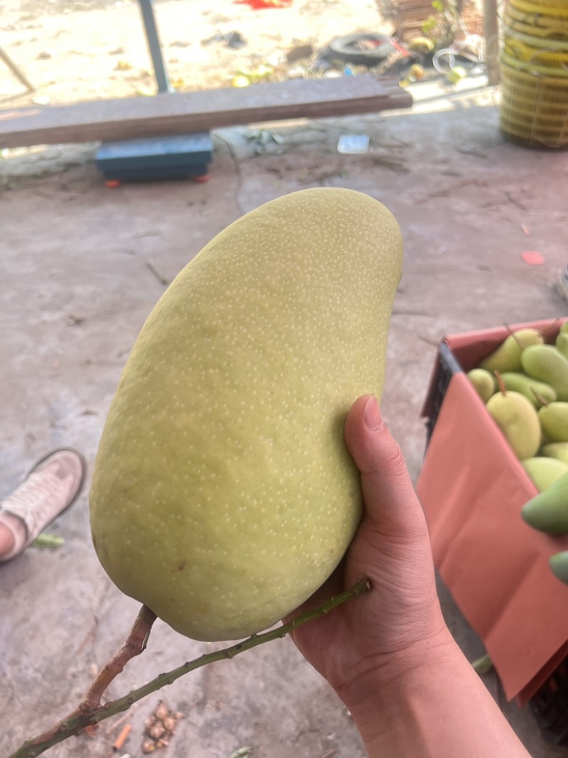 批发供应金煌芒，可一件代发全国电商团购寻代理