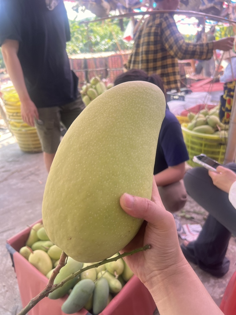 批发供应金煌芒，可一件代发全国电商团购寻代理