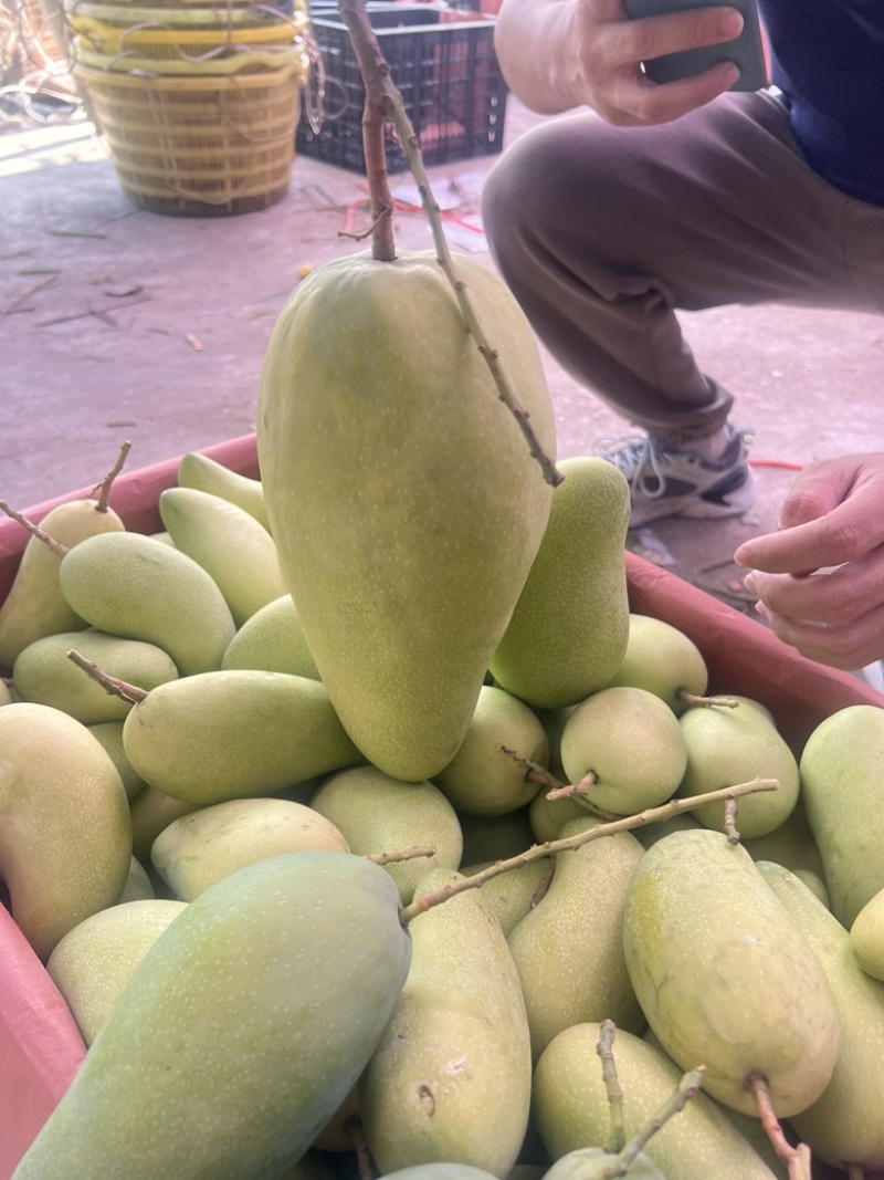 批发供应金煌芒，可一件代发全国电商团购寻代理
