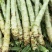 红叶莴笋大量供应对接商超市场食堂欢迎电话联系