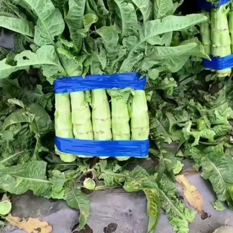红叶莴笋大量供应对接商超市场食堂欢迎电话联系