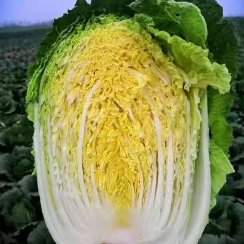 黄心大白菜产地一手货源量大从优欢迎电话联系