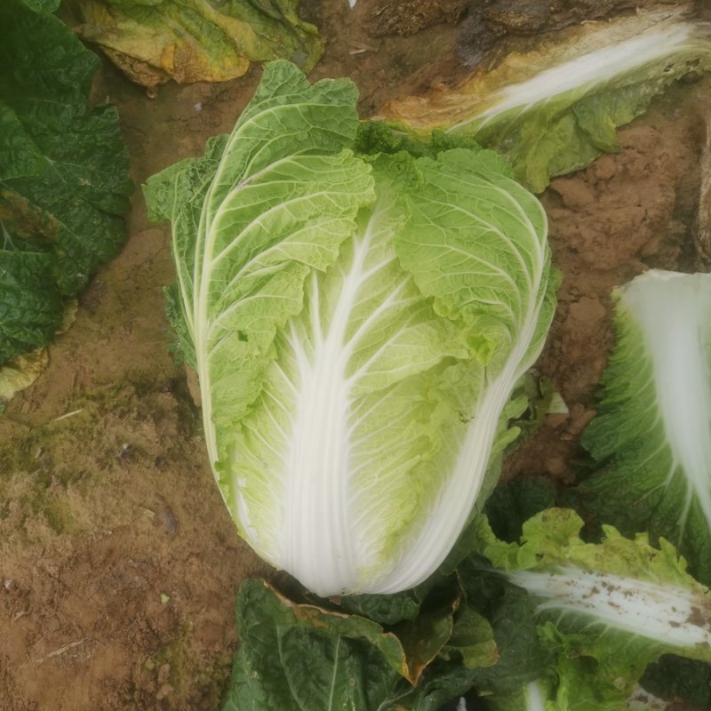 黄心大白菜产地一手货源量大从优欢迎电话联系