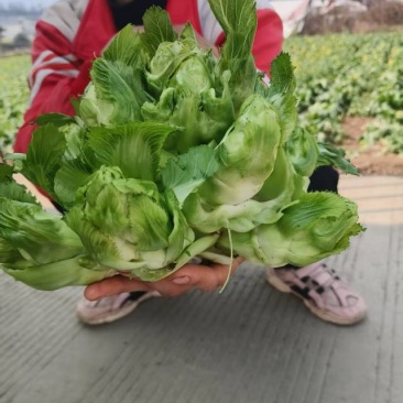黔西南新鲜儿菜，绿色无公害，健康美味**！