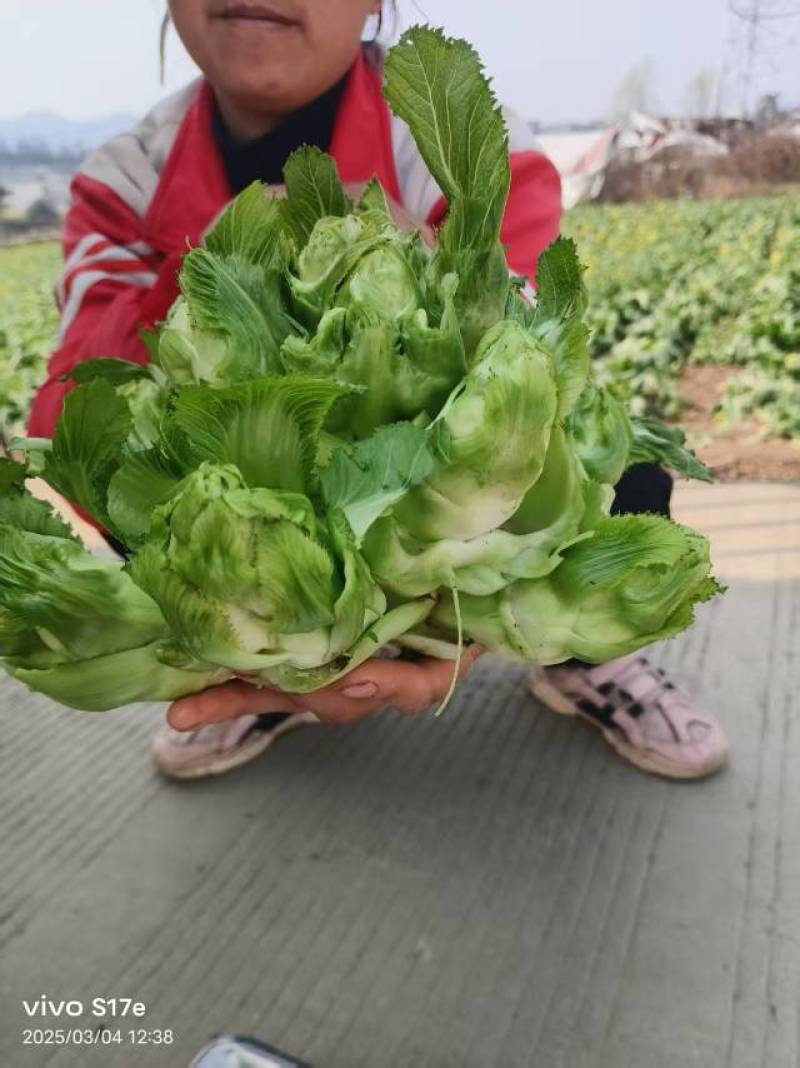 黔西南新鲜儿菜，绿色无公害，健康美味**！