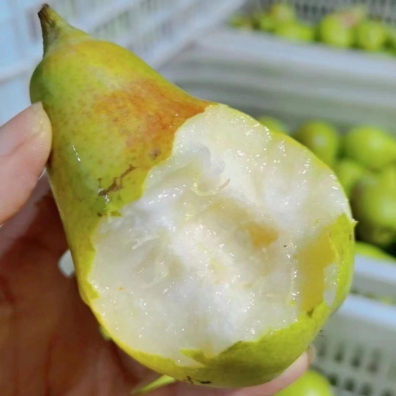 葫芦梨树苗品种纯真基地现起现发耐寒梨树苗成活率高