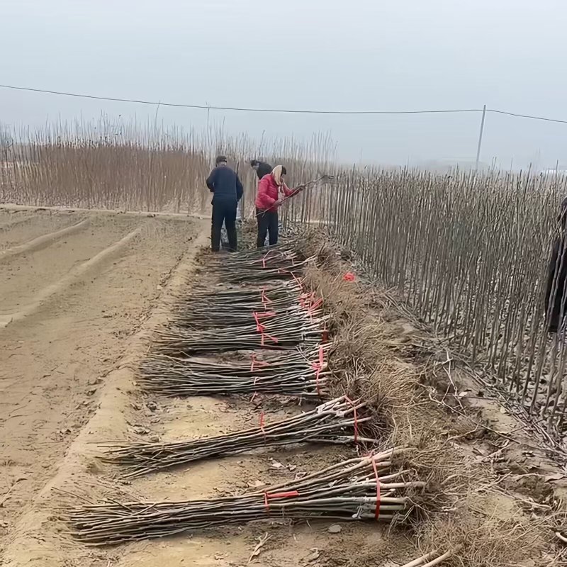 葫芦梨树苗品种纯真基地现起现发耐寒梨树苗成活率高
