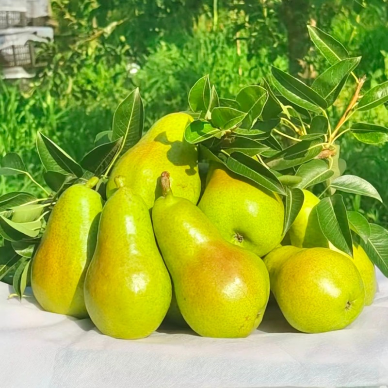 葫芦梨树苗品种纯真基地现起现发耐寒梨树苗成活率高