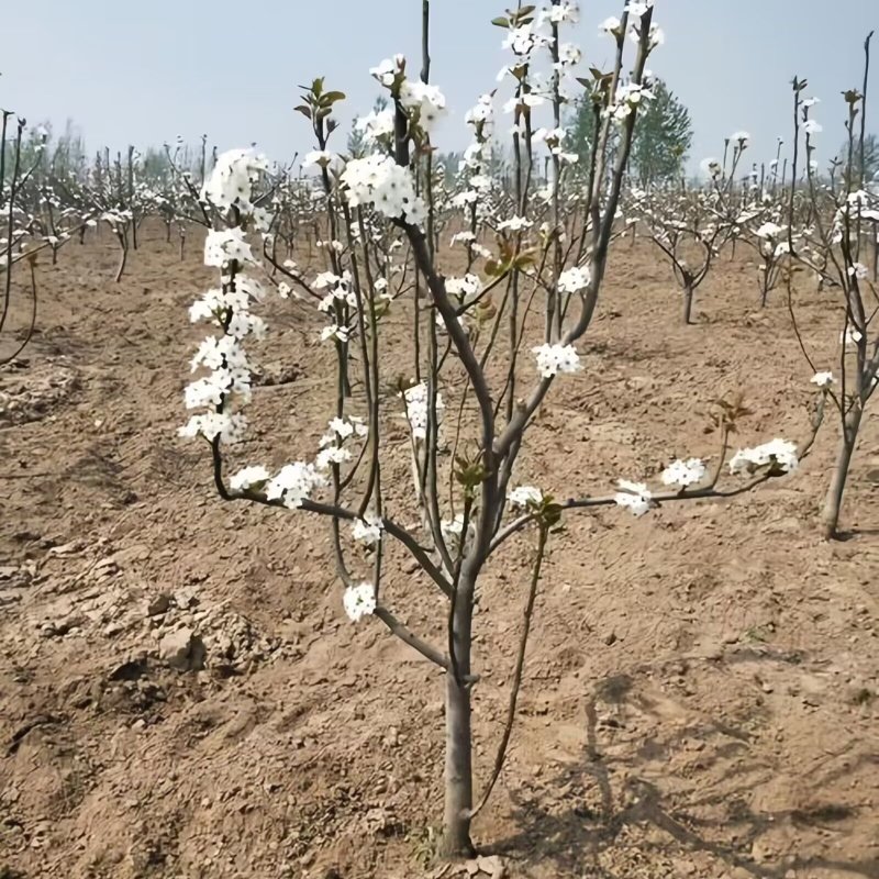 葫芦梨树苗品种纯真基地现起现发耐寒梨树苗成活率高