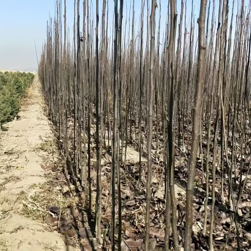 葫芦梨树苗品种纯真基地现起现发耐寒梨树苗成活率高
