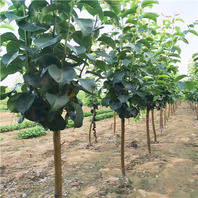 葫芦梨树苗品种纯真基地现起现发耐寒梨树苗成活率高