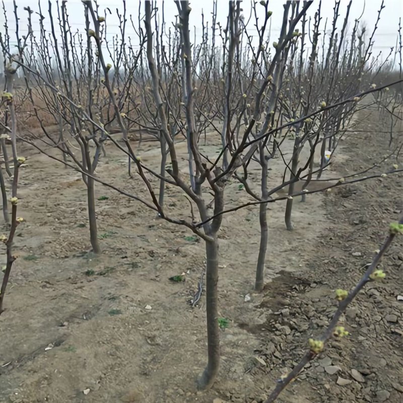 葫芦梨树苗品种纯真基地现起现发耐寒梨树苗成活率高