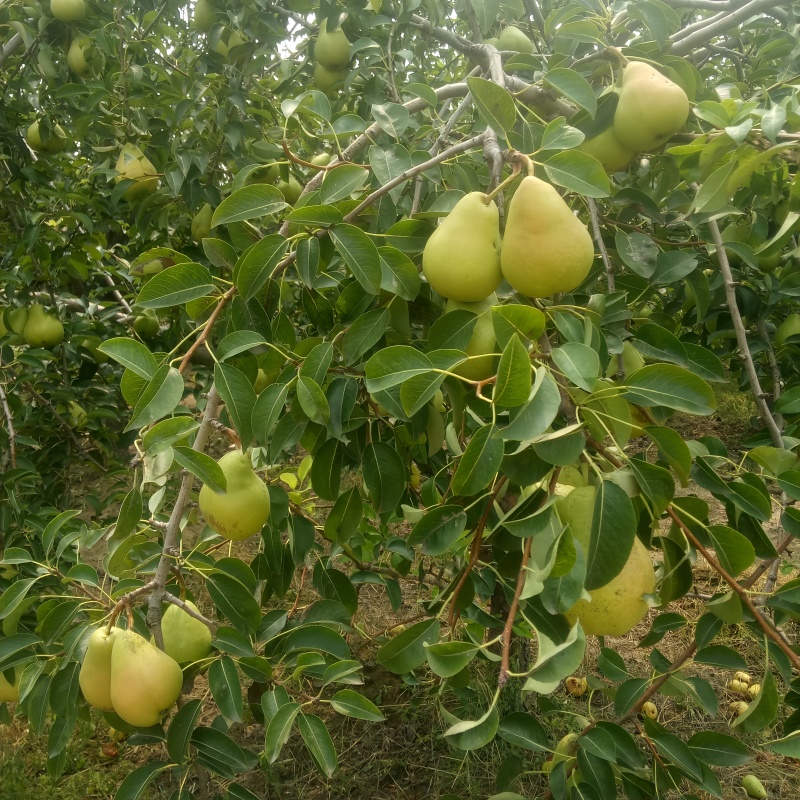 葫芦梨树苗品种纯真基地现起现发耐寒梨树苗成活率高