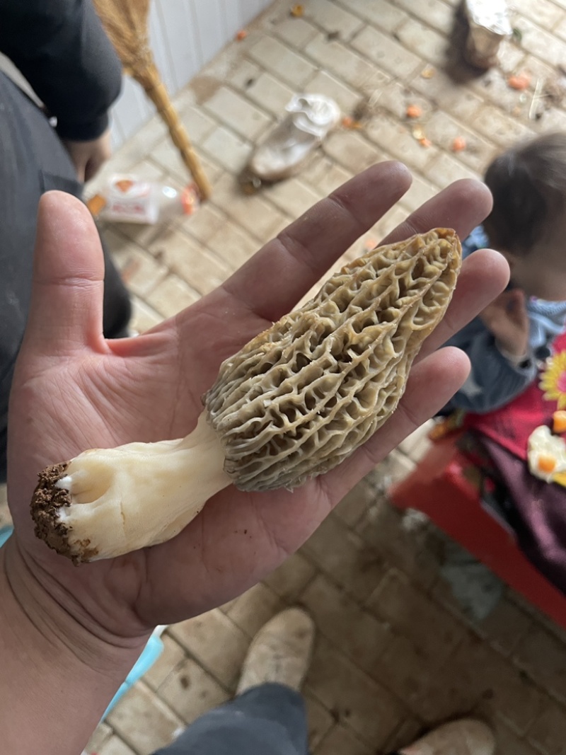 羊肚菌头茬烘干货