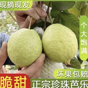 珍珠番石榴