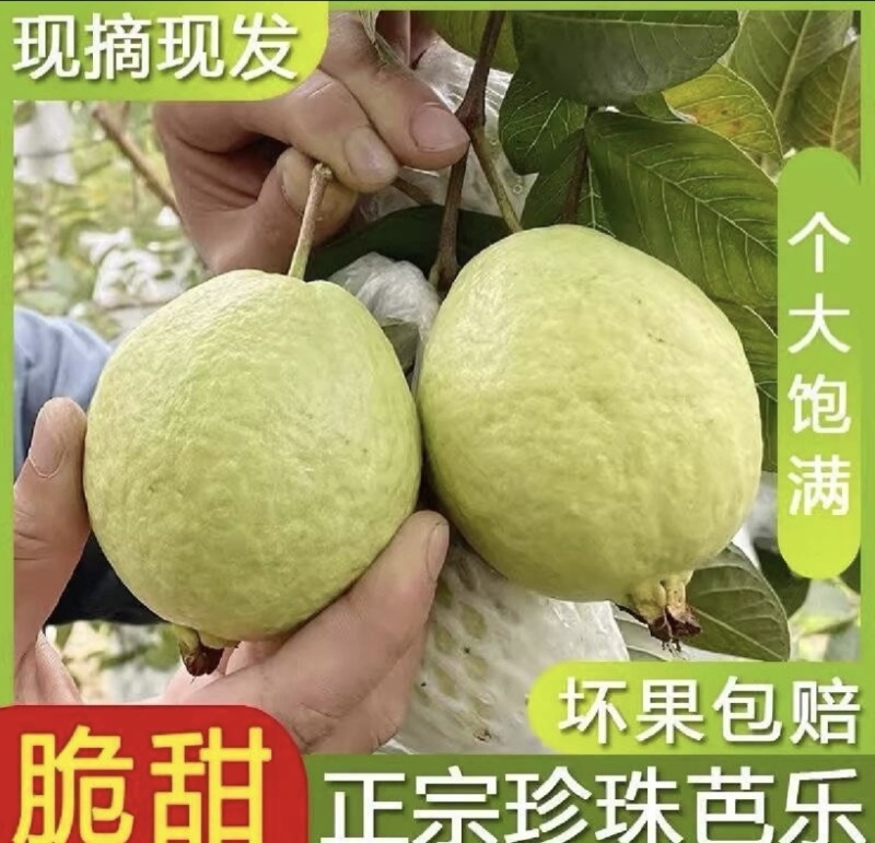 珍珠番石榴