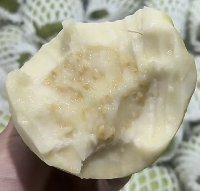 珍珠番石榴
