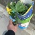地被面金森女贞八角金盘海桐草坪工程绿化苗