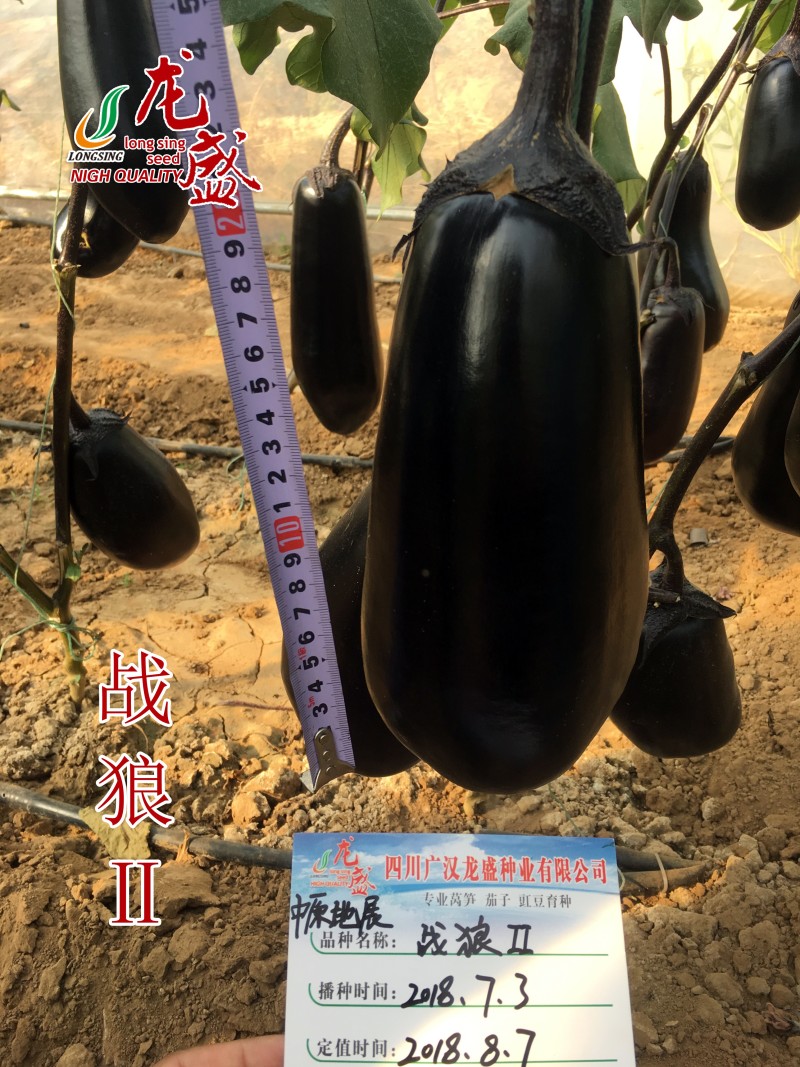 特大灯泡茄种子四川龙盛绿肉牛心茄子种籽春秋季油黑发亮茄子