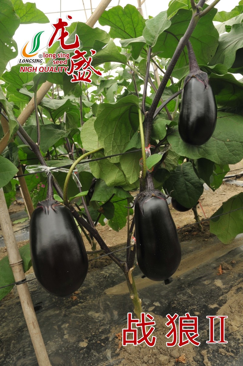 特大灯泡茄种子四川龙盛绿肉牛心茄子种籽春秋季油黑发亮茄子