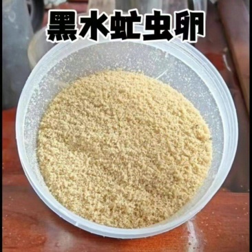 黑水虻孵化虫卵