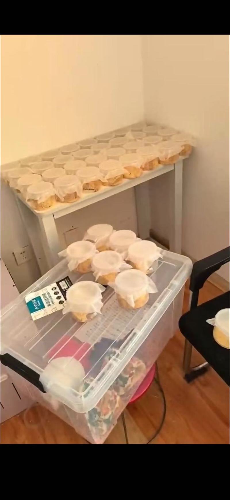 黑水虻孵化虫卵