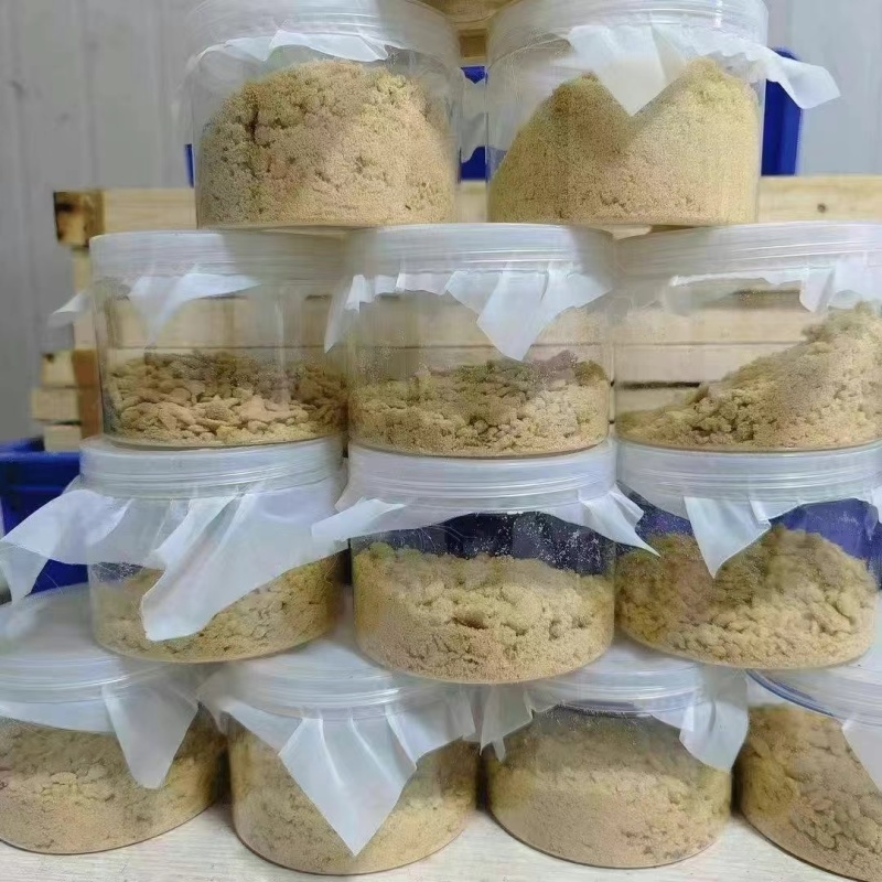 黑水虻孵化虫卵