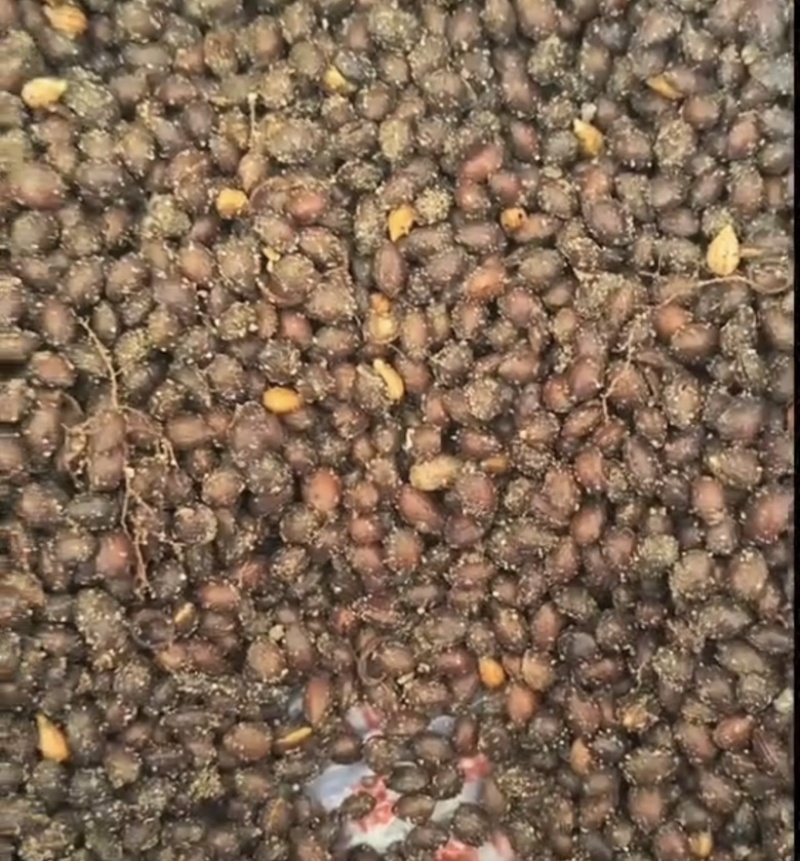 优质毛樱桃种子东北特产果树包邮
