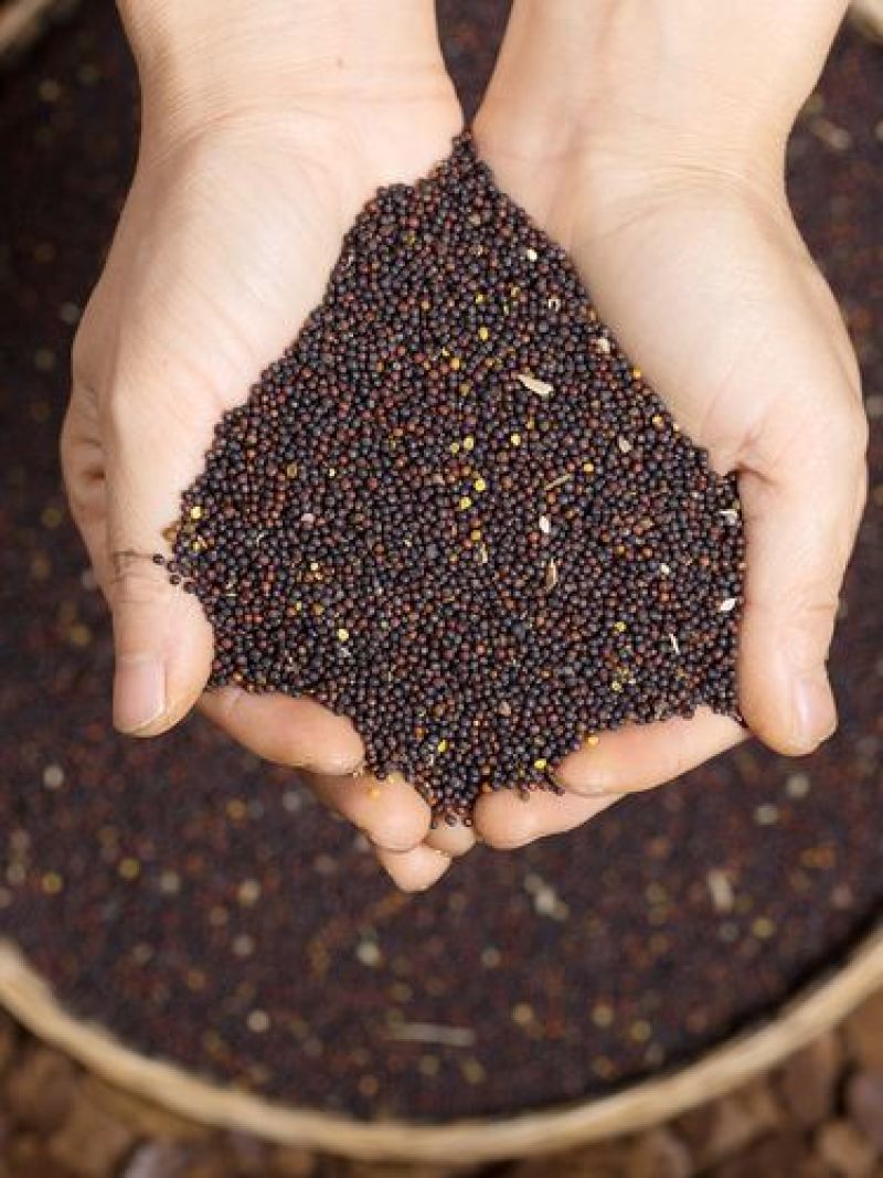 大量油菜籽