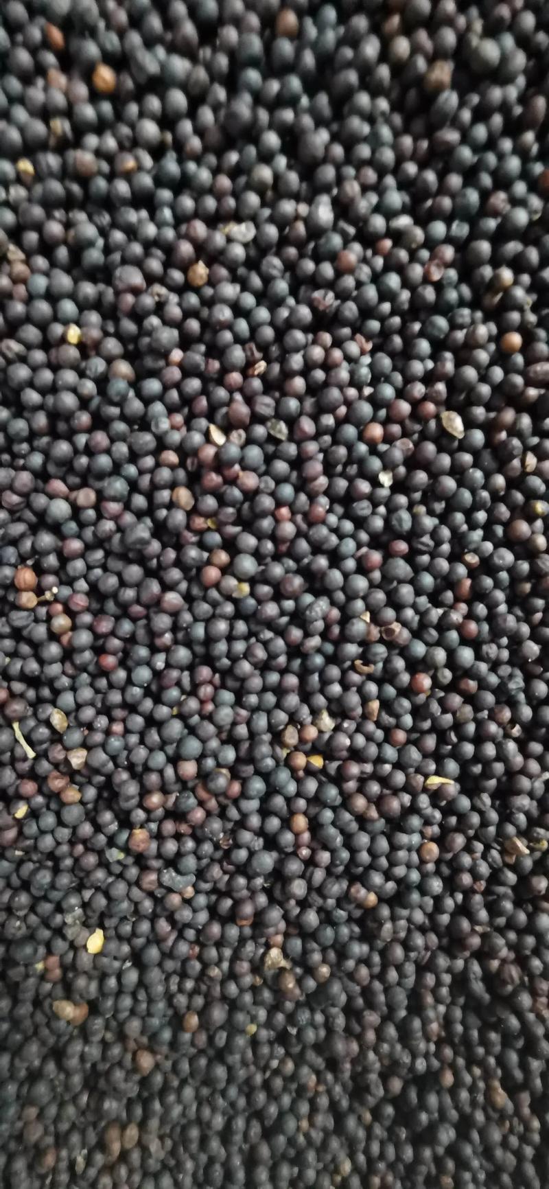 大量油菜籽