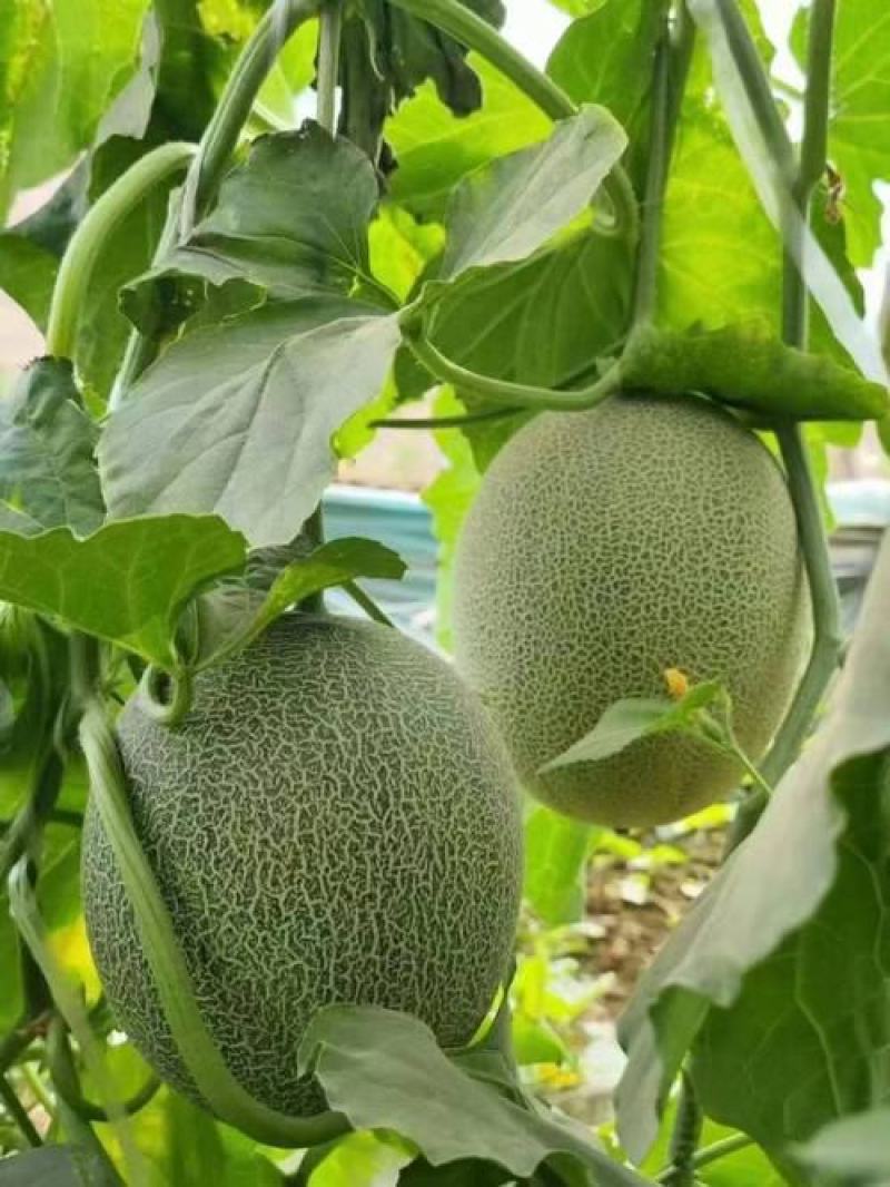 海南晓蜜25哈密瓜海南哈密瓜大量供应全国发货
