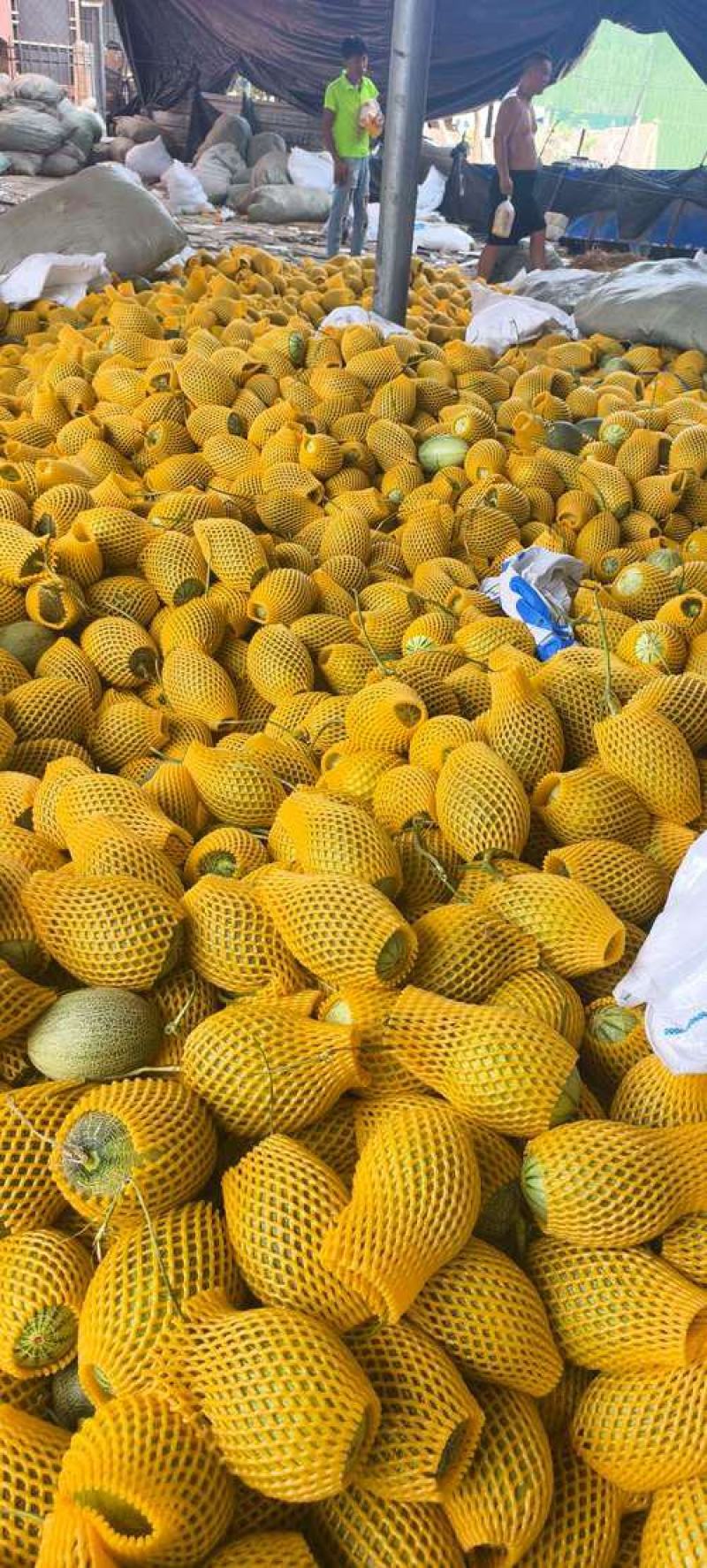 海南晓蜜25哈密瓜海南哈密瓜大量供应全国发货