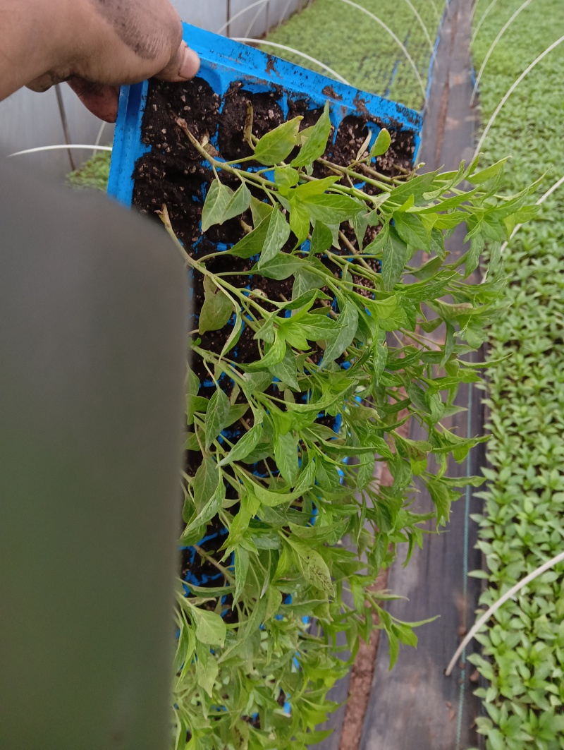薄皮椒辣椒苗量大从优产地直发云贵川优先发货欢迎咨询