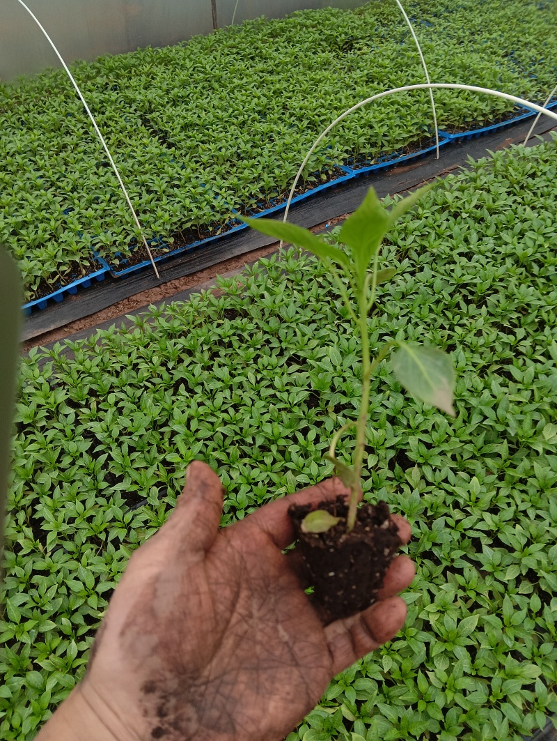 薄皮椒辣椒苗量大从优产地直发云贵川优先发货欢迎咨询