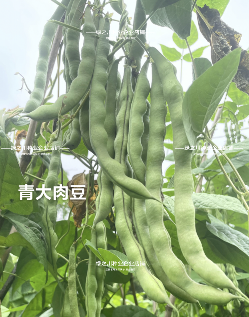 基地专用青棒肉豆种子九粒青架豆种子春秋两用豆味十足纤维少