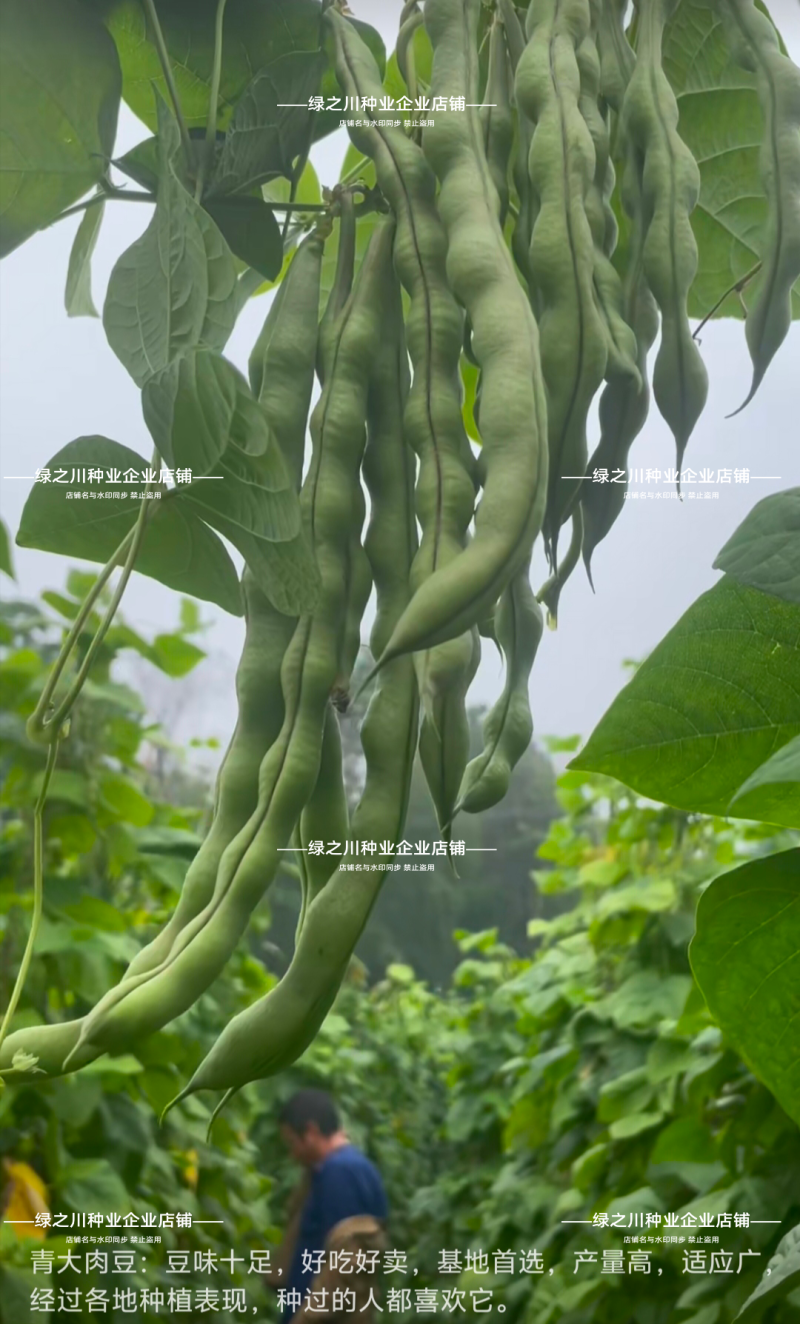 基地专用青棒肉豆种子九粒青架豆种子春秋两用豆味十足纤维少