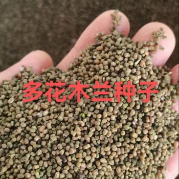 多花木兰种子护坡固土绿化包邮