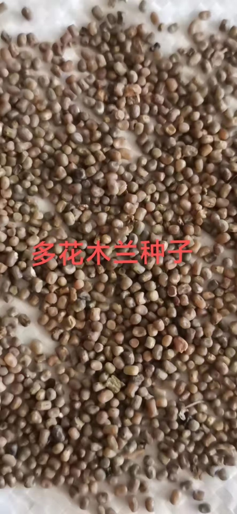多花木兰种子护坡固土绿化包邮