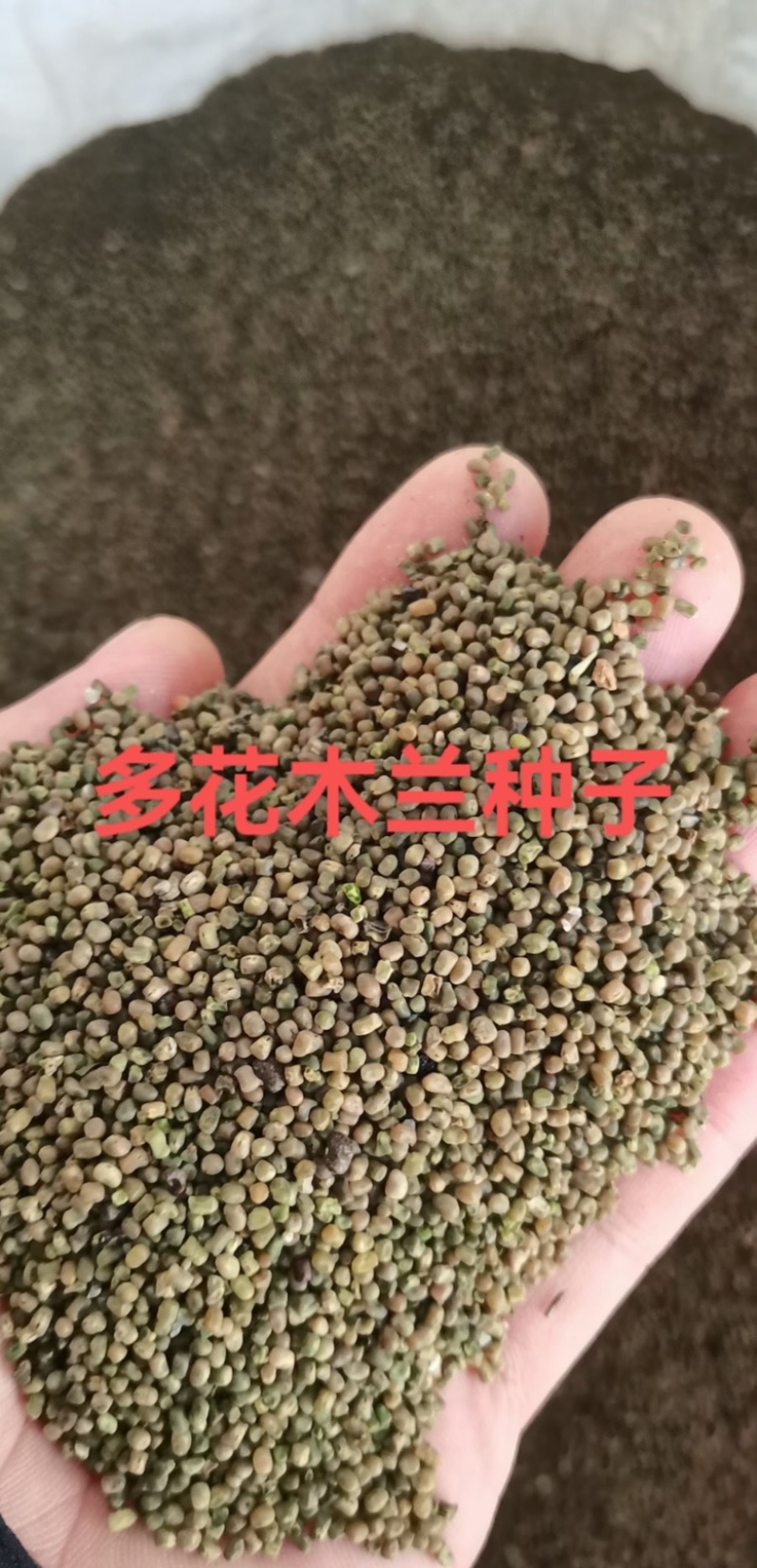 多花木兰种子护坡固土绿化包邮