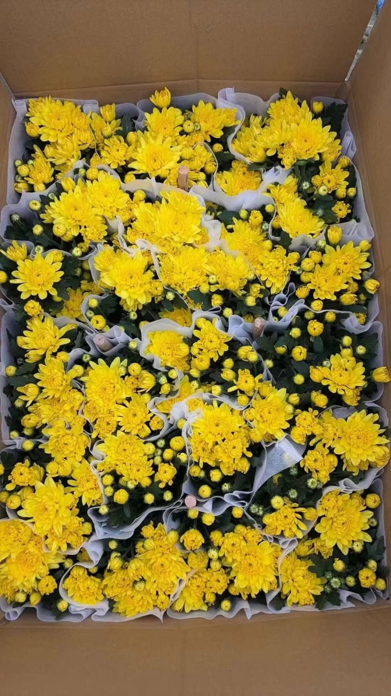 清明节祭祖扫墓专用特级黄白黄白菊花金雀花盆栽耐热基地直发