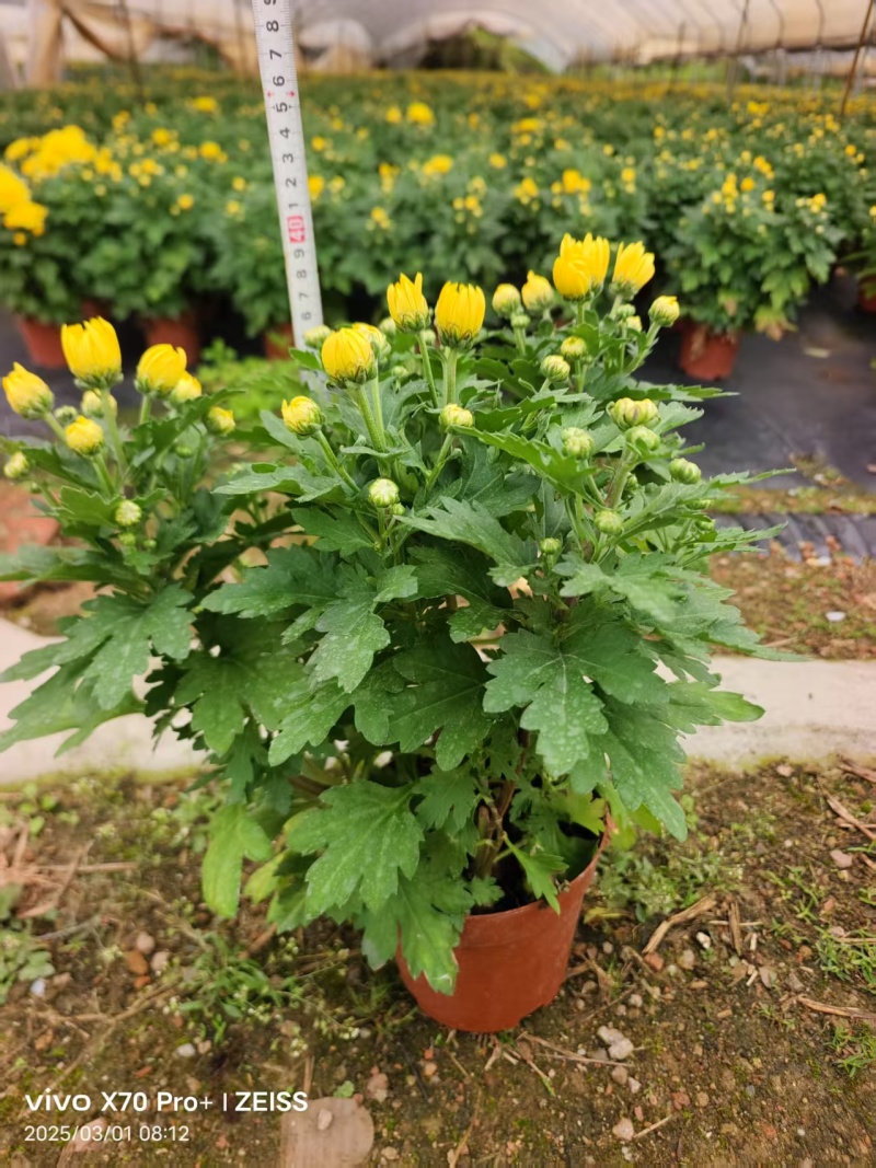 清明节祭祖扫墓专用特级香松黄白菊花金雀花盆栽耐热基地直发
