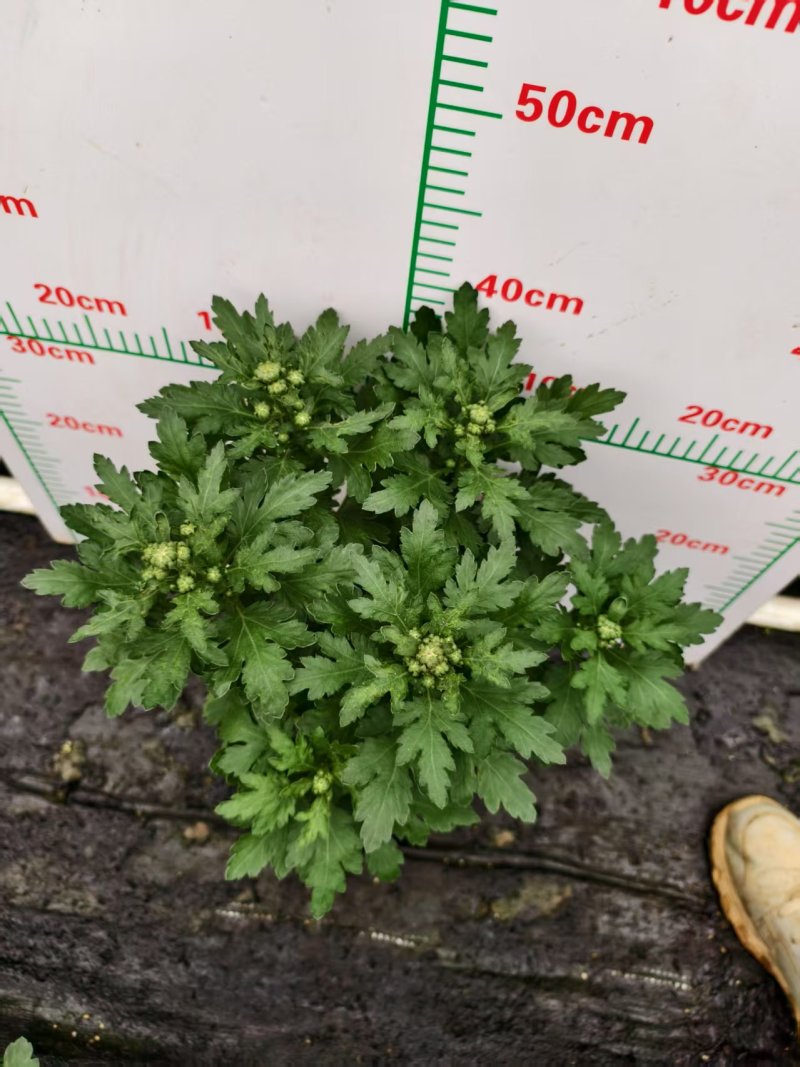 清明节祭祖扫墓专用特级香松黄白菊花金雀花盆栽耐热基地直发