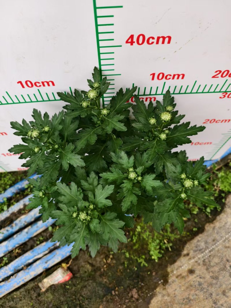 清明节祭祖扫墓专用特级香松黄白菊花金雀花盆栽耐热基地直发