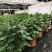 清明节祭祖扫墓专用特级香松黄白菊花金雀花盆栽耐热基地直发