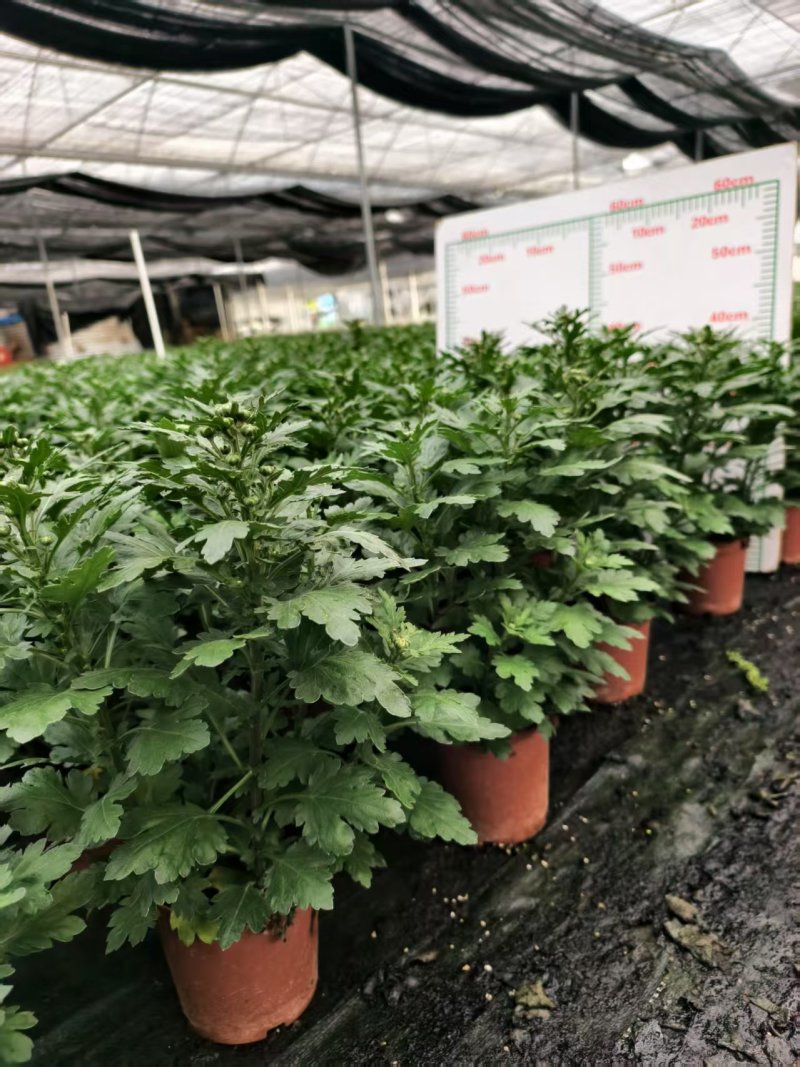 清明节祭祖扫墓专用特级香松黄白菊花金雀花盆栽耐热基地直发
